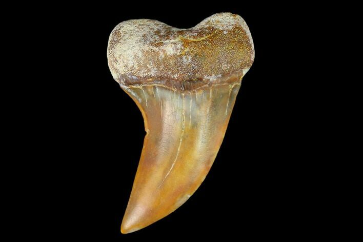 Colorful Mako/White Shark Tooth Fossil - Sharktooth Hill, CA #122689